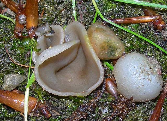 La  Flora  micologica  Alsaziana